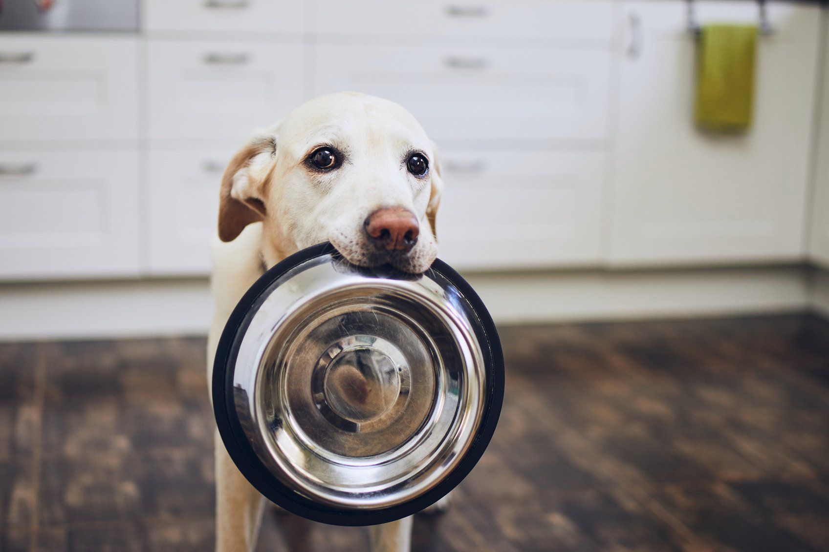 Dog Holding Food Bowl with Mouth 