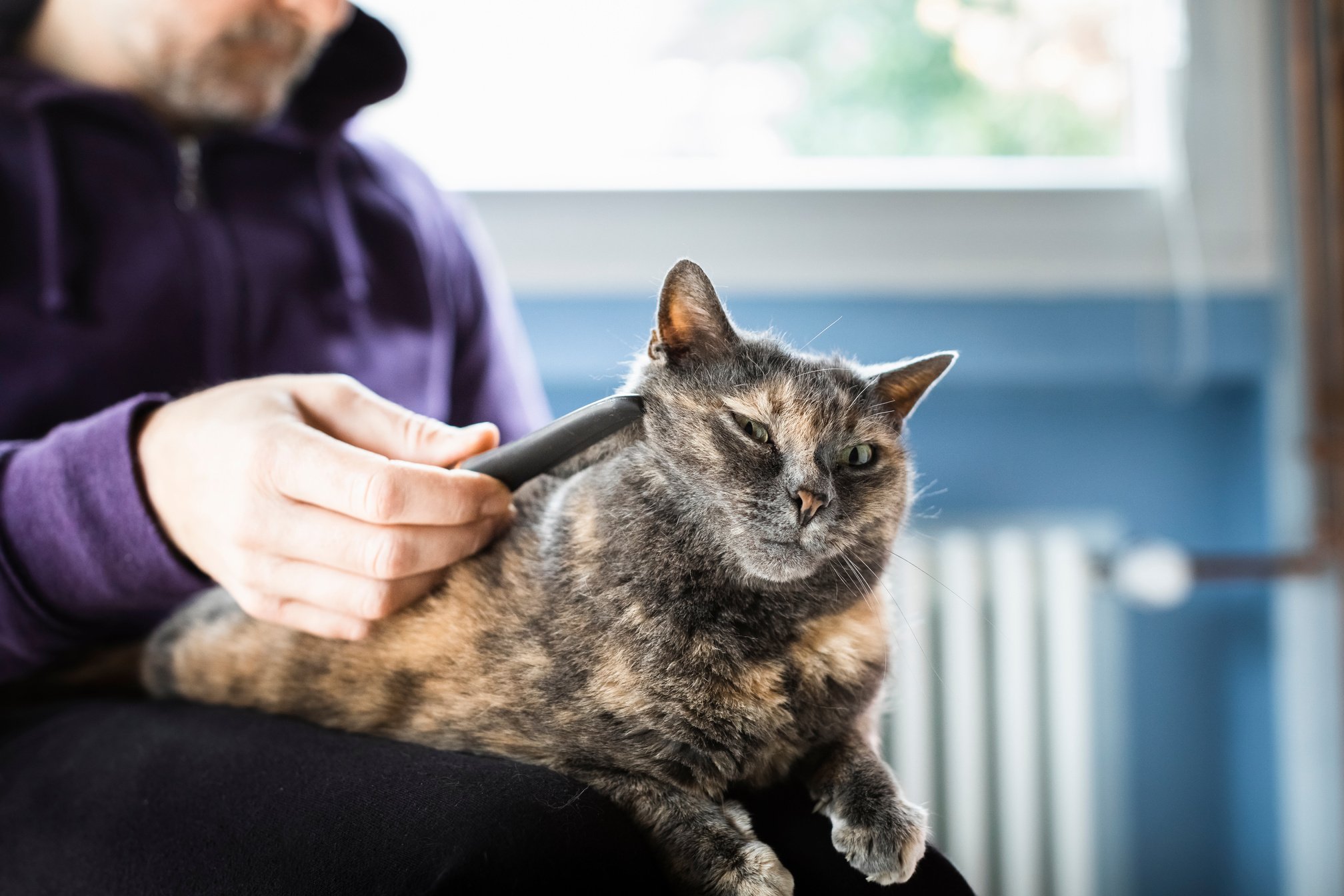 Man Takes Care Of His Cat With Comb